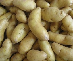 Fingerling Potatoes