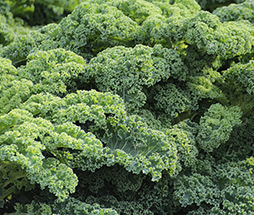 Kale