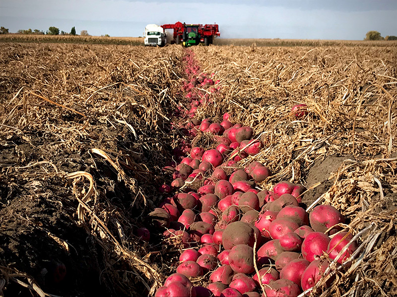 Peak of the Market Ltd. Celebrates Manitoba Growers and Beyond