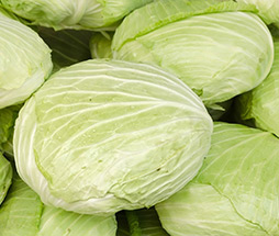 Taiwan Cabbage