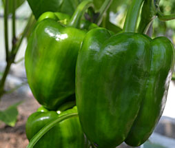 Green Peppers