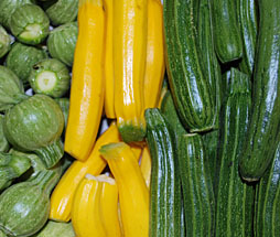 Summer Squash
