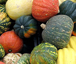 Winter Squash